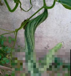 砍瓜真有趣,拦腰砍一刀,5天后重新长出新瓜 砍瓜真有趣,拦腰砍一刀,5天后重新长出新瓜