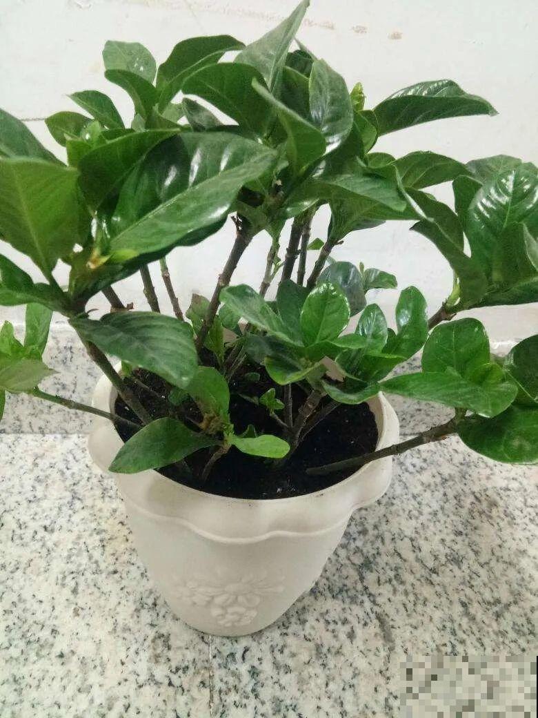 栀子花太难养？记住：少折腾，不黄叶，保证年年开花！