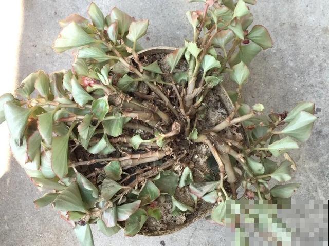 夏天潮湿闷热，一不小心花就烂根，看准时机砍掉，照样长出新叶子