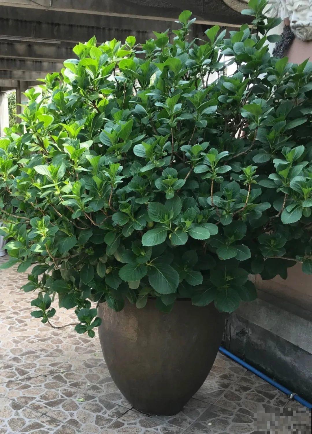 门口养棵大花树,风吹就开花,20年变成传家宝! 门口养棵大花树,风吹就开花,20年变成传家宝!