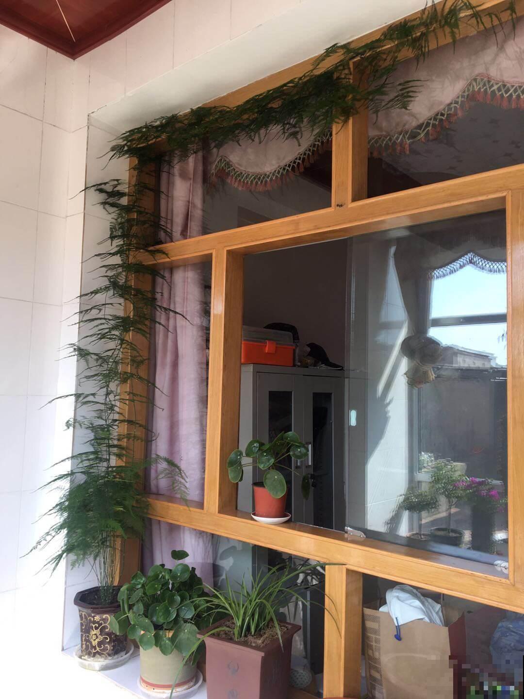 文竹一到夏天就徒长，枝条乱爬太难看，其实矮壮很简单！