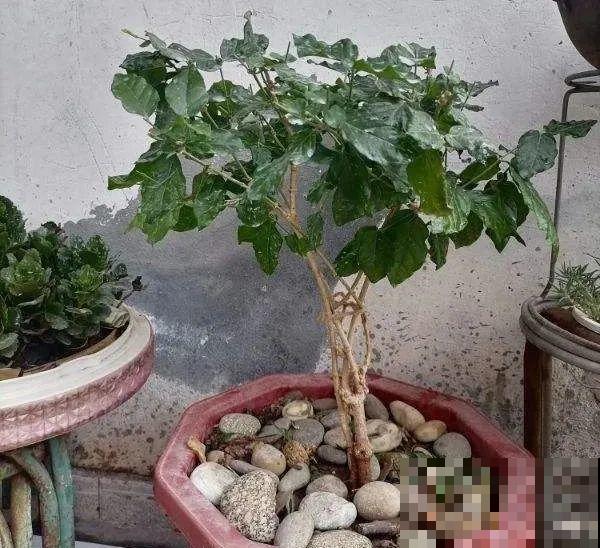 绣球马上剪，下个月就晚了，错过明年不开花