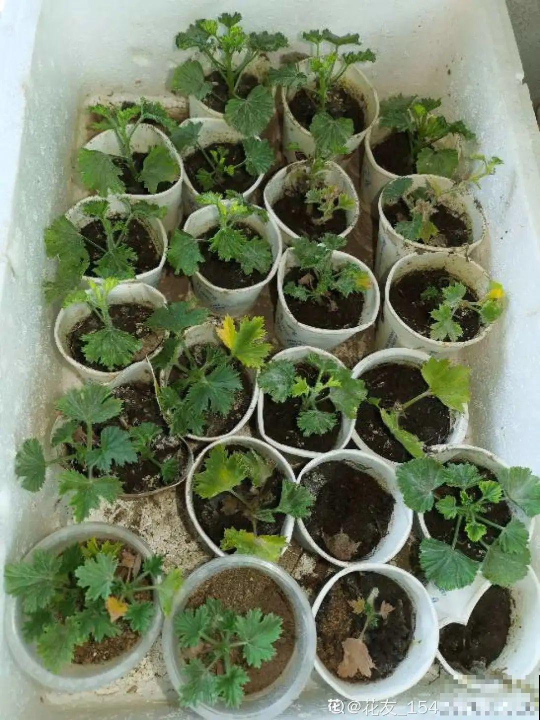 8种花夏天太容易死,现在赶紧扦插,死了也不心疼! 8种花夏天太容易死,现在赶紧扦插,死了也不心疼!