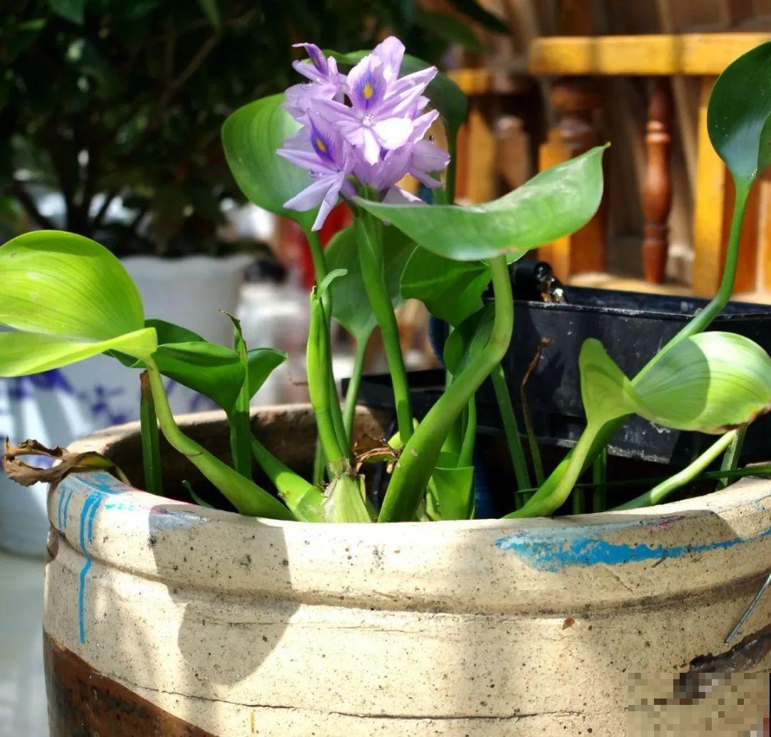10种花就得种在大水缸，夏天不休眠，越热越开花