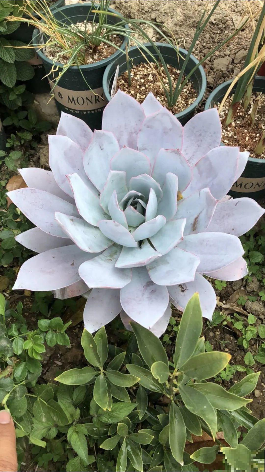 花也能成精，养成巨无霸，一次开花50朵，比小孩还高！