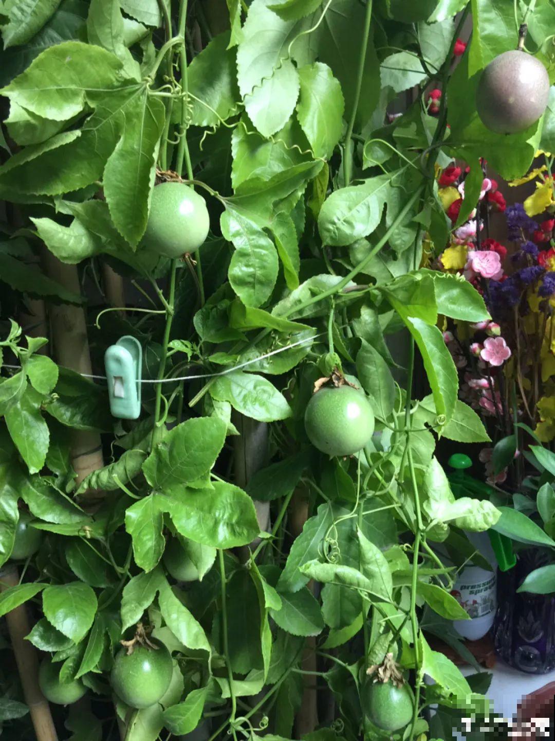 佛手瓜寓意好,家里养一棵,果子挂满枝头 佛手瓜寓意好,家里养一棵,果子挂满枝头