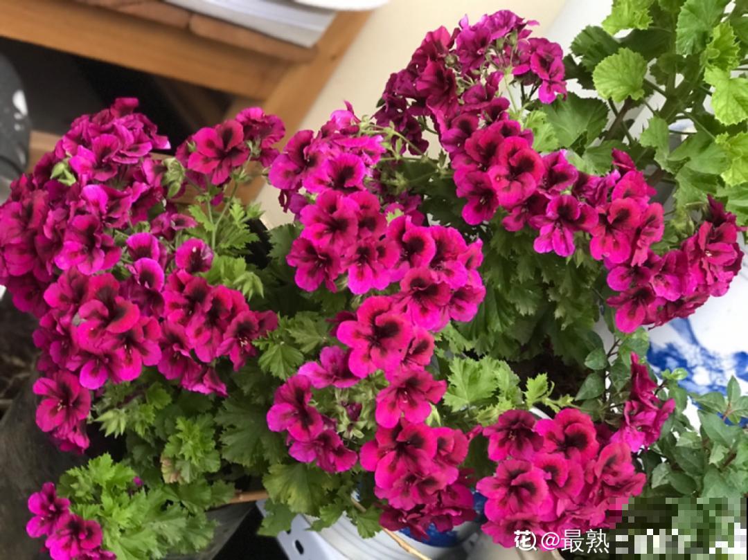 8种花，5月要赶紧修剪，剪完了还能窜新芽