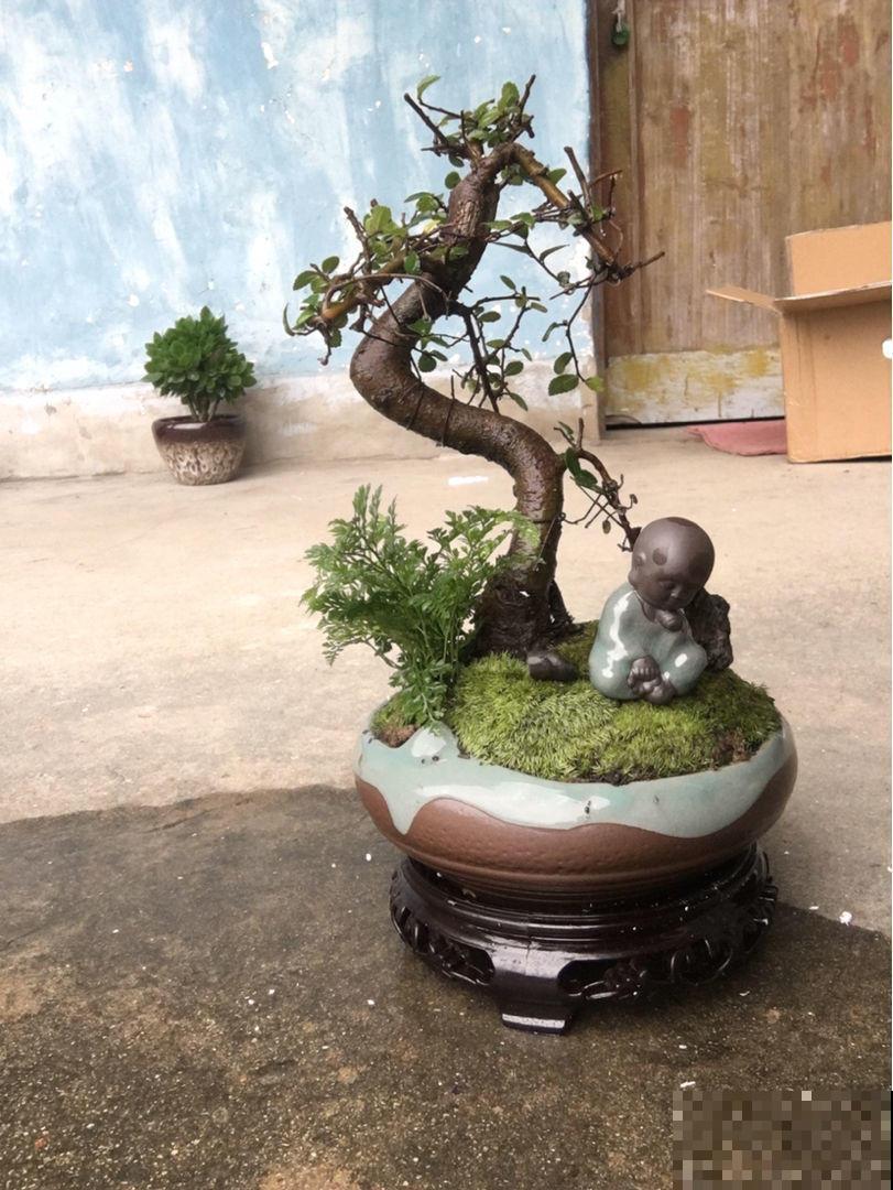 想养出高级盆景,技巧别忘了安排上,夏天尤其要多注意! 想养出高级盆景,技巧别忘了安排上,夏天尤其要多注意!