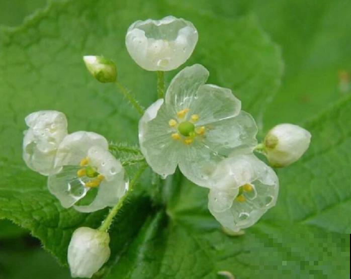 这些花实在太神奇了,一淋雨就变“脸”,透明花瓣像水晶! 这些花实在太神奇了,一淋雨就变“脸”,透明花瓣像水晶!