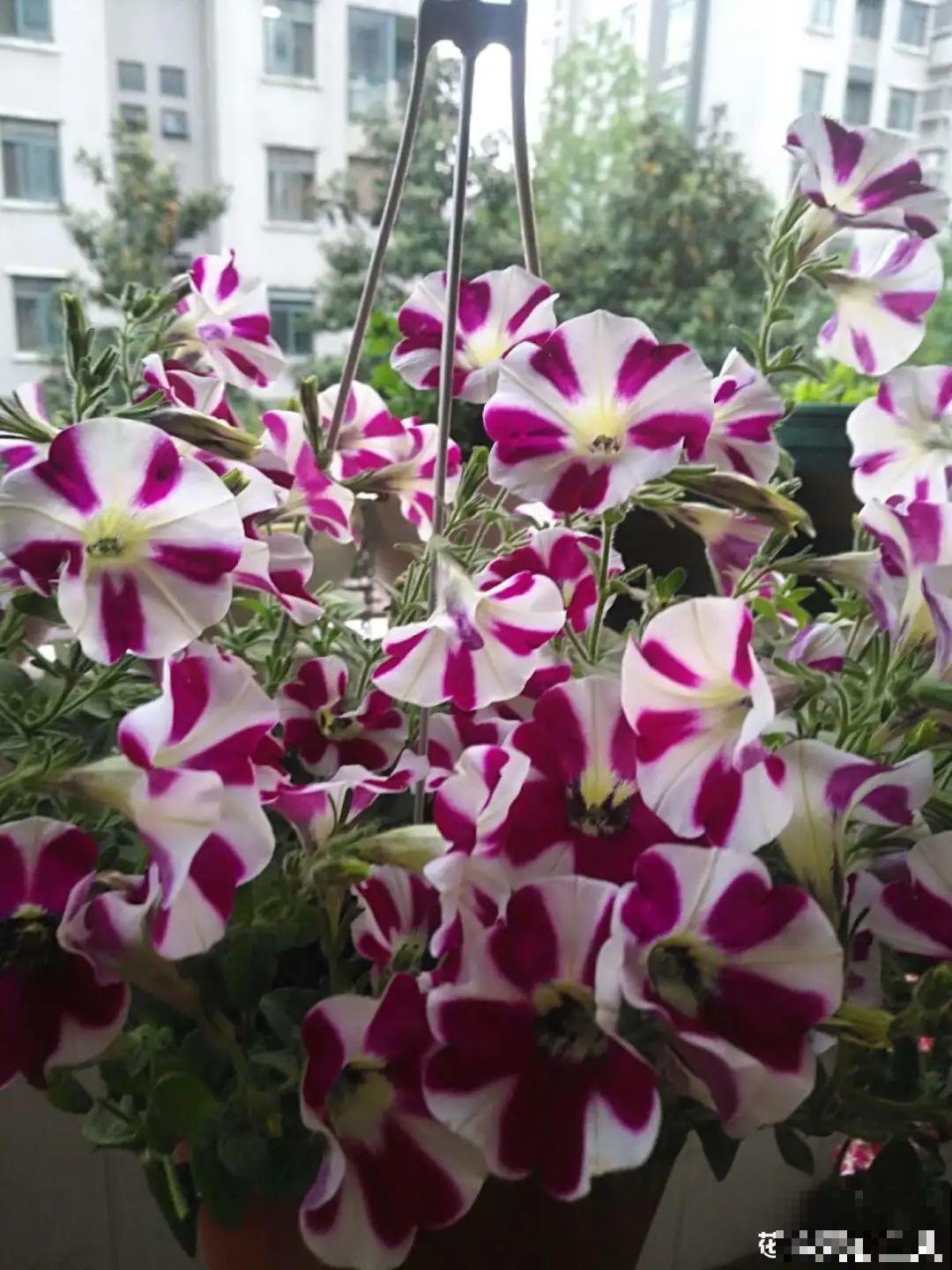 小阳台最适合养这花，一晒就开爆，花多得不见叶！