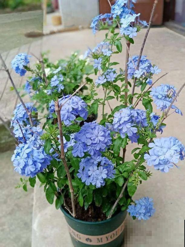 绣球马上剪，下个月就晚了，错过明年不开花