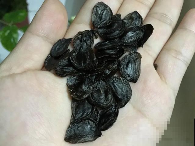 10种花，落片叶子就生根，盆里长满小崽！
