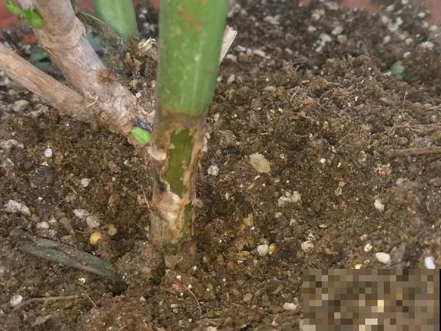 夏天潮湿闷热，一不小心花就烂根，看准时机砍掉，照样长出新叶子