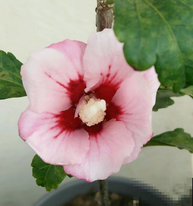 路边的木槿花开了,老人摘了一大筐,上锅蒸比肉还香! 路边的木槿花开了,老人摘了一大筐,上锅蒸比肉还香!