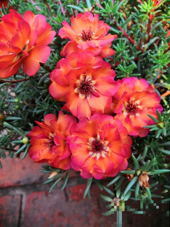 死不了的太阳花，夏天能把盆撑破，20多个品种你都没见过！