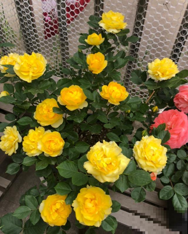 买花也要看季节，买错了，养不活还浪费钱！
