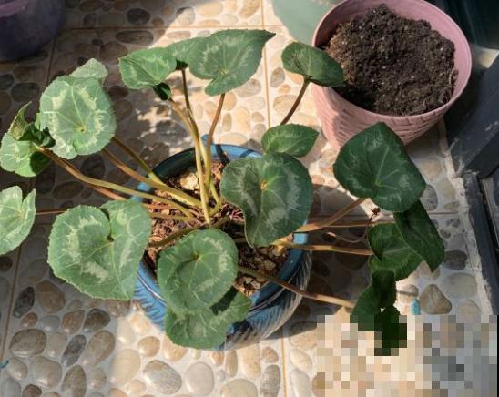 家里这种花，夏天死得最快，别再乱浇水了！