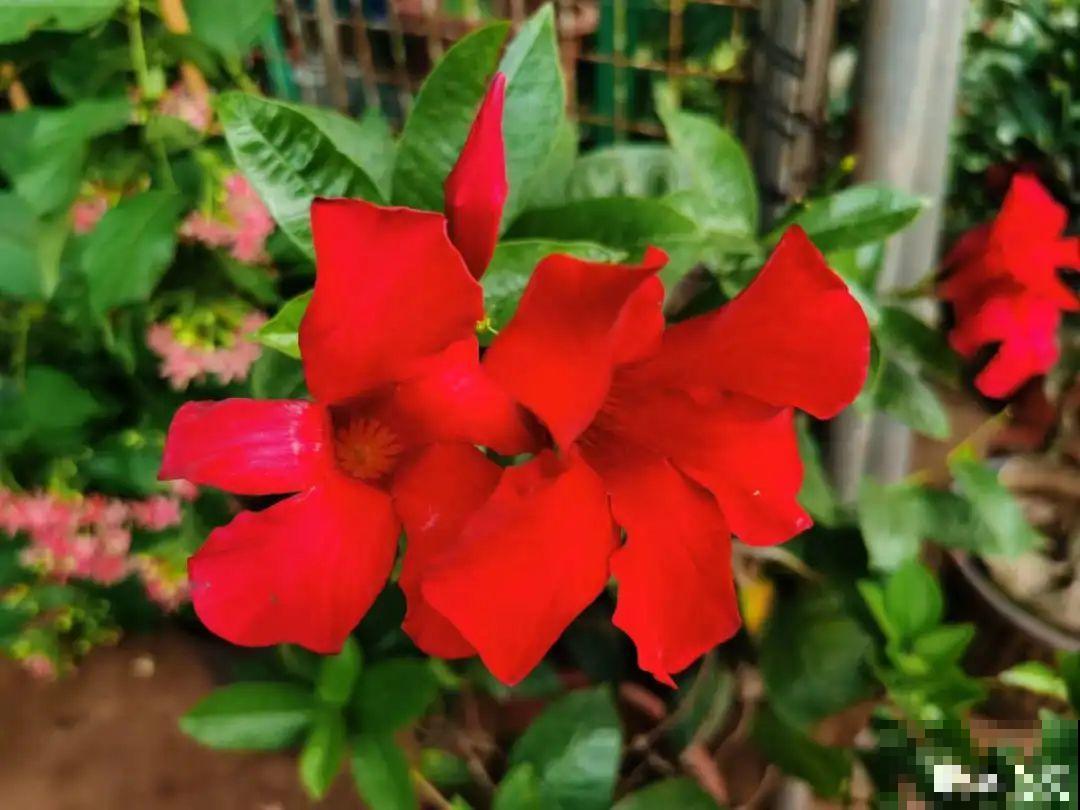 10种花，趁着天热赶紧扦插，成活率特别高