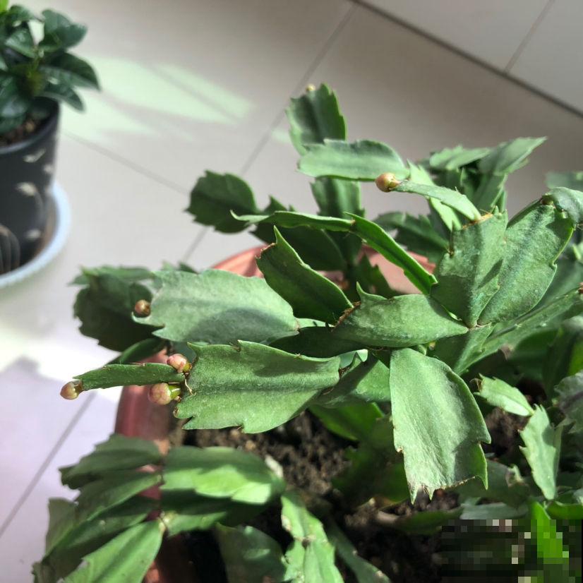 2种花，夏天千万别多浇水，否则叶子掉一地