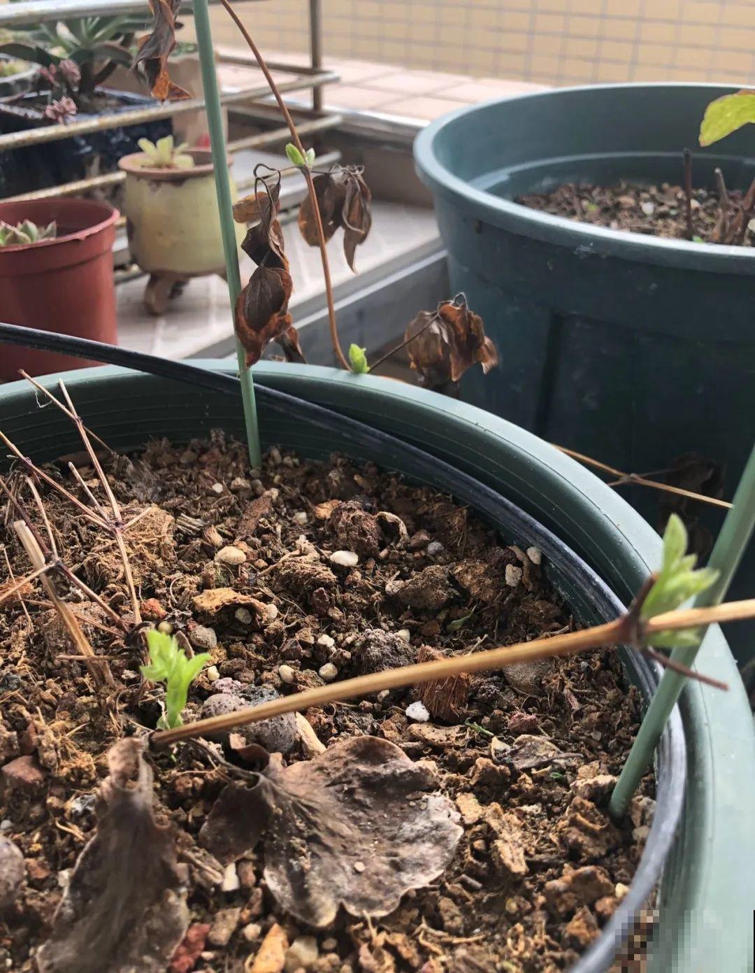 7种花会伪装，夏天会假死，好好养护秋天还能活