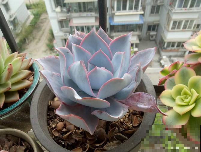 多肉半死不活不长个,可能是没有服盆,赶紧看看! 多肉半死不活不长个,可能是没有服盆,赶紧看看!