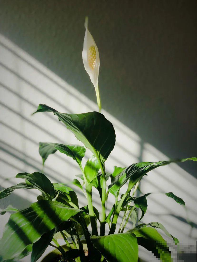 30种耐阴花，室内光照不佳，也能全年开花！