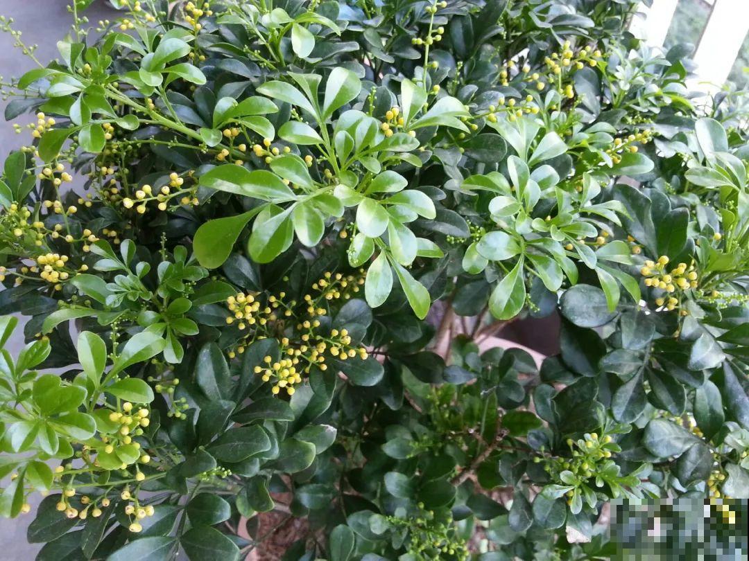 12种花,天越热越长得快,记得多浇水! 12种花,天越热越长得快,记得多浇水!