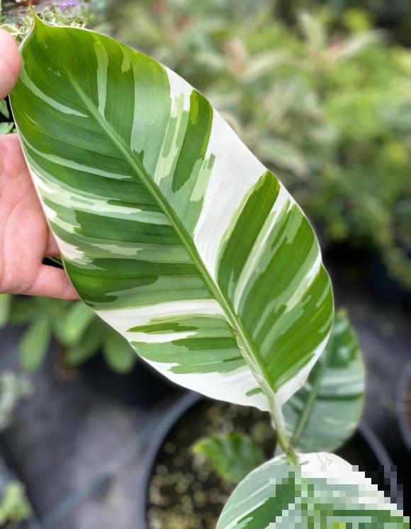 10种小众花，见过的人很少，开花比月季茉莉都美！