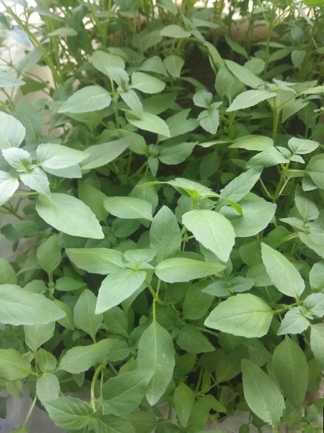 7种花最干净,门口、窗台放一盆,蚊虫不敢靠近! 7种花最干净,门口、窗台放一盆,蚊虫不敢靠近!