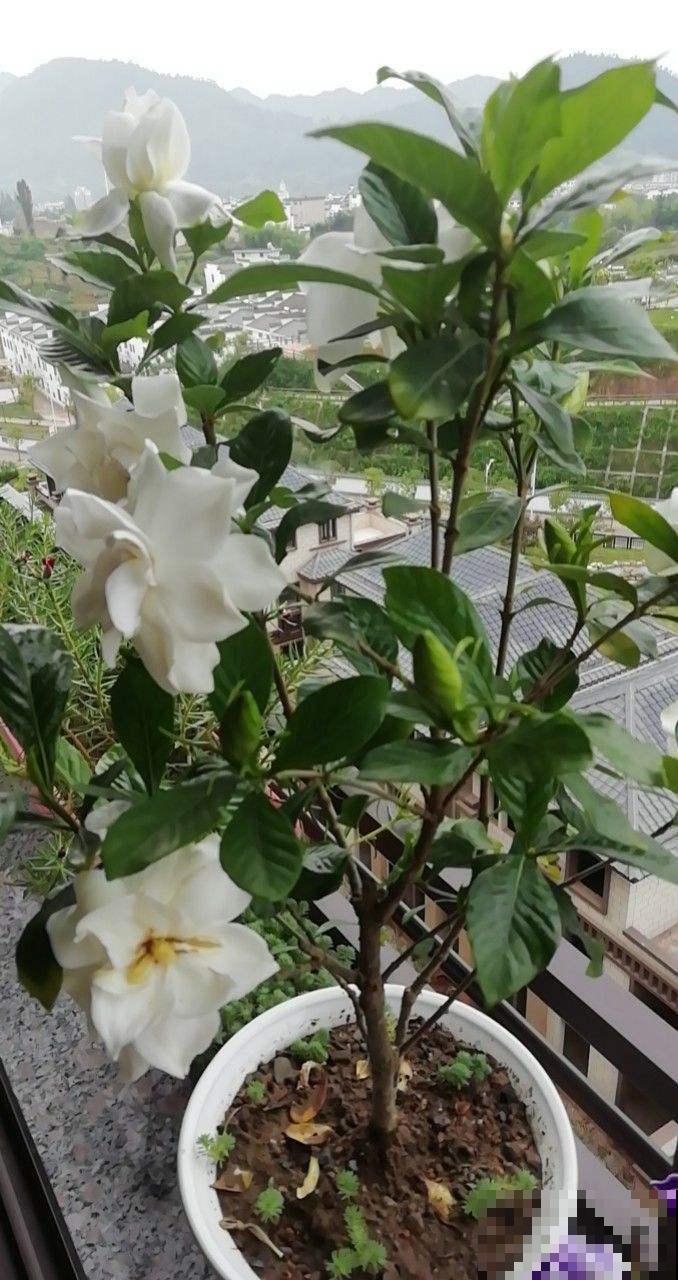 栀子花也能结种子?埋土里播出好几棵苗,再也不用花钱买! 栀子花也能结种子?埋土里播出好几棵苗,再也不用花钱买!
