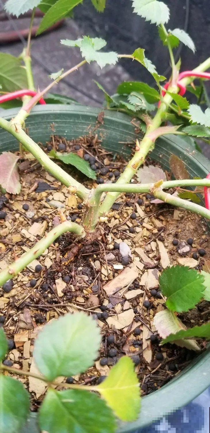 1根绳子扯一下，枝条冒出20个芽，一不小心拉断了！