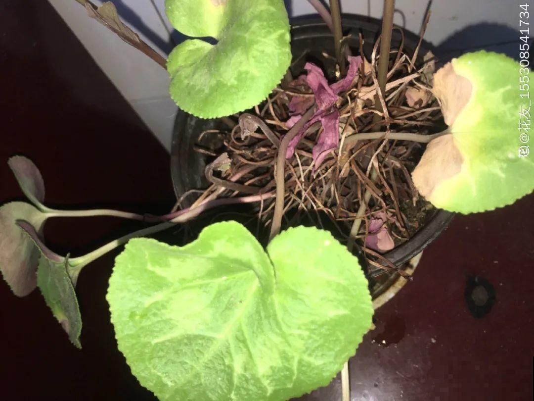 20种花,夏天这么浇水,长得快、开花多! 20种花,夏天这么浇水,长得快、开花多!