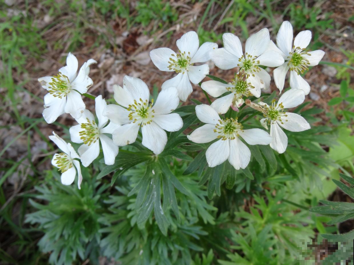 这些花实在太神奇了,一淋雨就变“脸”,透明花瓣像水晶! 这些花实在太神奇了,一淋雨就变“脸”,透明花瓣像水晶!