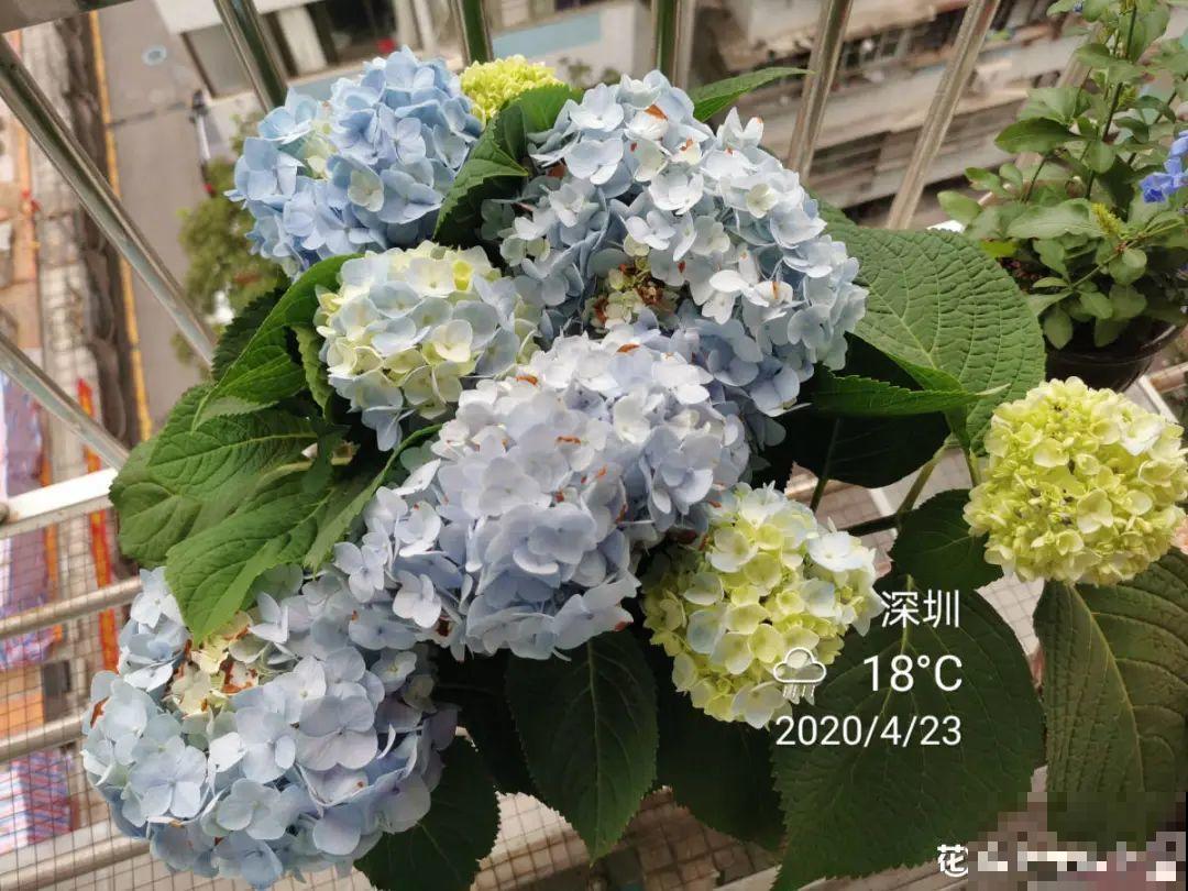 夏天养花,这个地方千万别摆,否则3天死翘翘! 夏天养花,这个地方千万别摆,否则3天死翘翘!