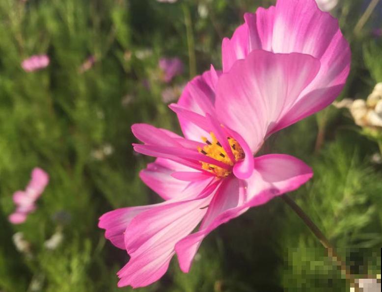 浇花用水不能乱用,水不处理浇花等于白浇! 浇花用水不能乱用,水不处理浇花等于白浇!