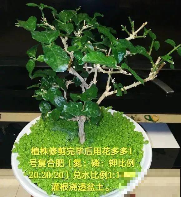 绣球马上剪，下个月就晚了，错过明年不开花