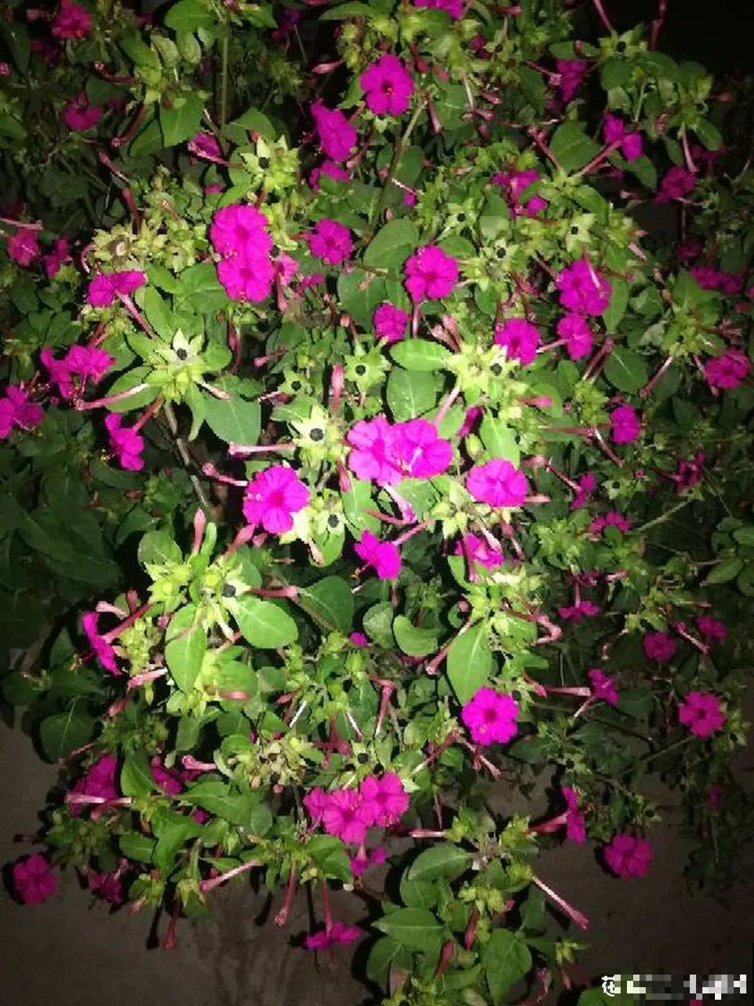 7种花最干净,门口、窗台放一盆,蚊虫不敢靠近! 7种花最干净,门口、窗台放一盆,蚊虫不敢靠近!