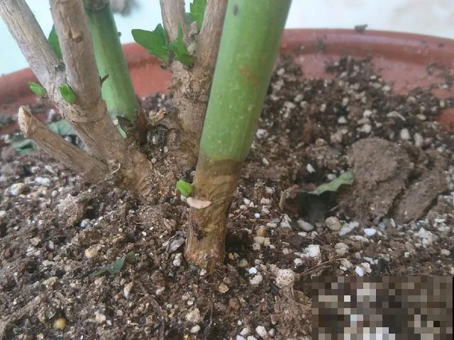 夏天潮湿闷热，一不小心花就烂根，看准时机砍掉，照样长出新叶子