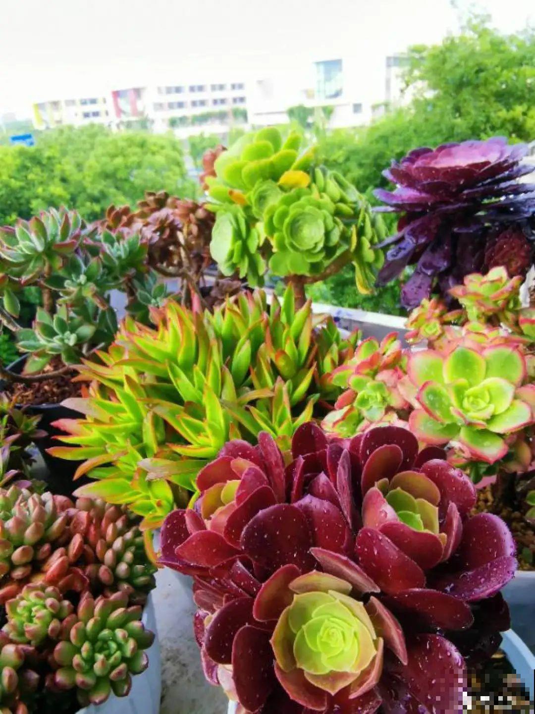 磷酸二氢钾是好东西,花黄叶掉苞,喷一喷立马变好 磷酸二氢钾是好东西,花黄叶掉苞,喷一喷立马变好