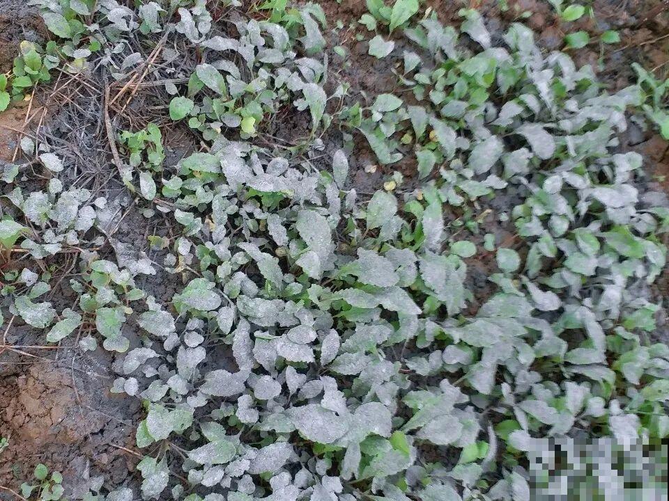 早上起来院子被淹，100盆花，还有救吗？