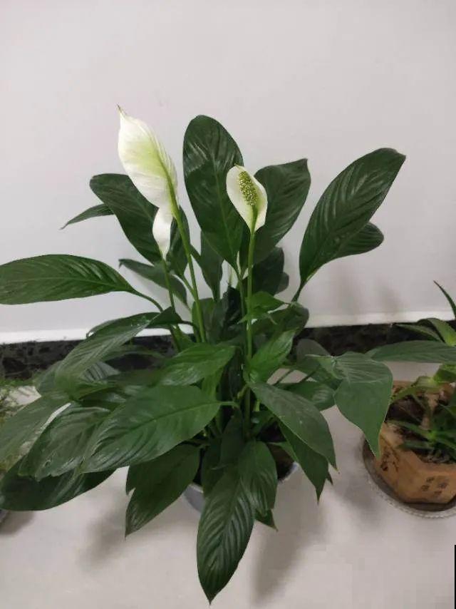 30种耐阴花，室内光照不佳，也能全年开花！