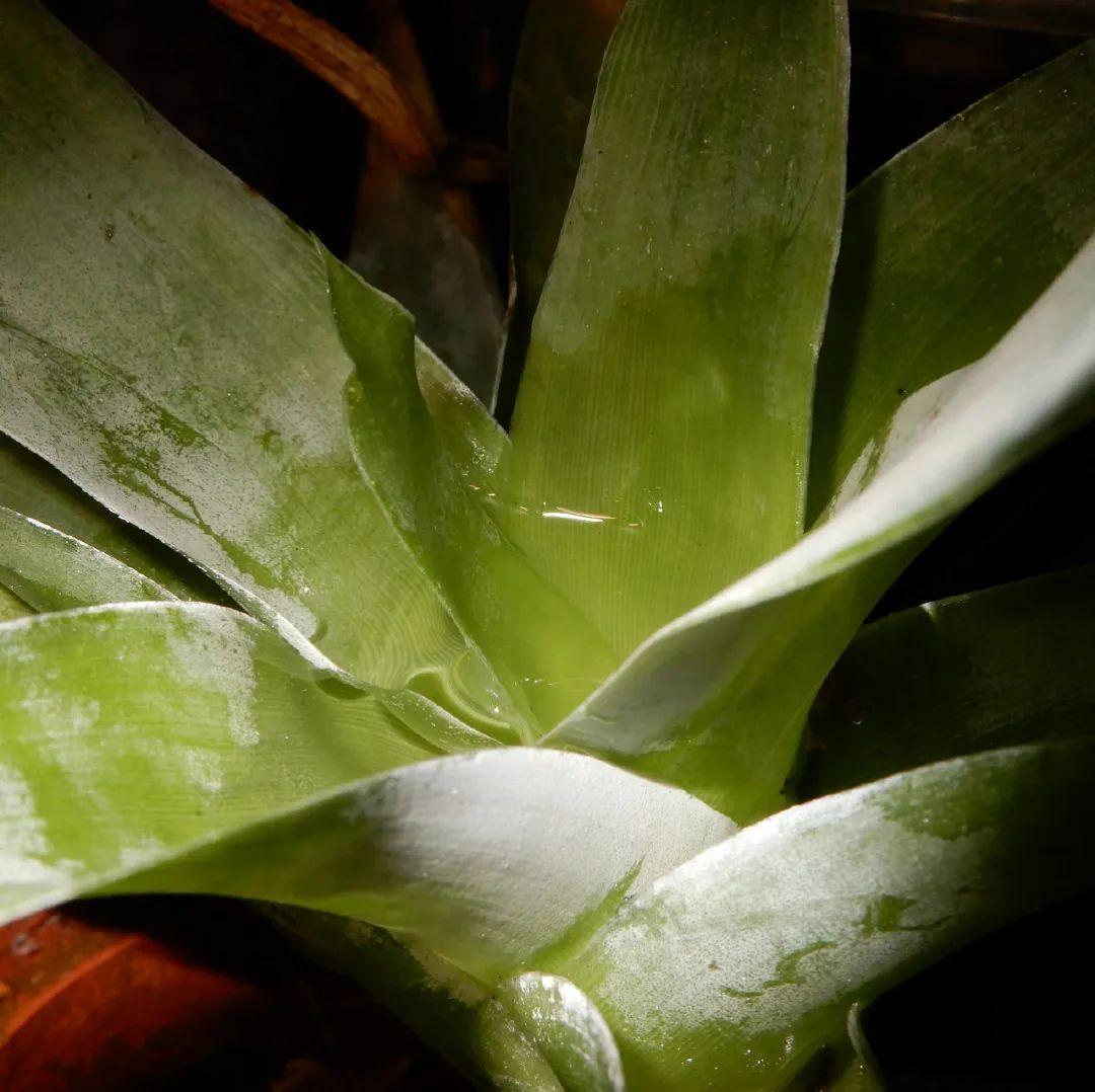 5种能吃蚊虫的花,家里养一盆,蚊子灭光光! 5种能吃蚊虫的花,家里养一盆,蚊子灭光光!