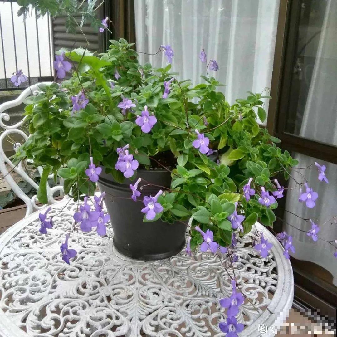 30种耐阴花，室内光照不佳，也能全年开花！