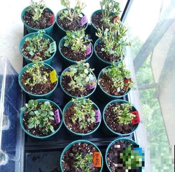 绣球马上剪，下个月就晚了，错过明年不开花