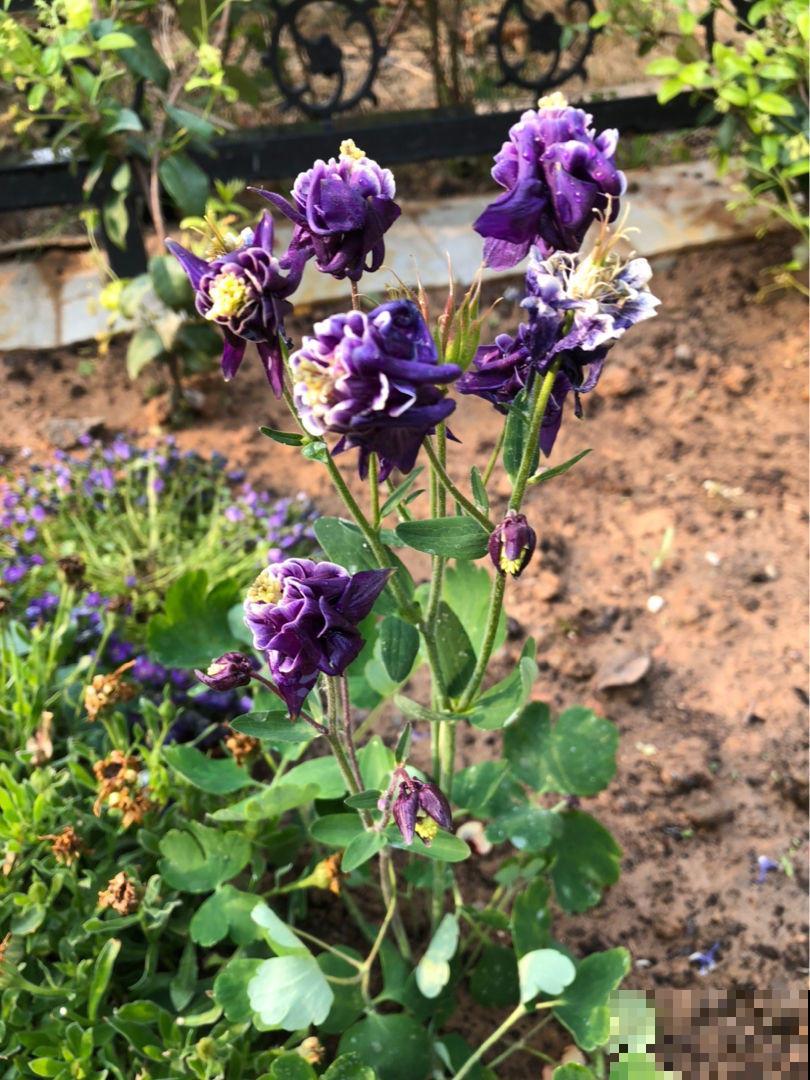 耧斗菜究竟是菜还是花?开花独特迷人眼,现在正是花期! 耧斗菜究竟是菜还是花?开花独特迷人眼,现在正是花期!