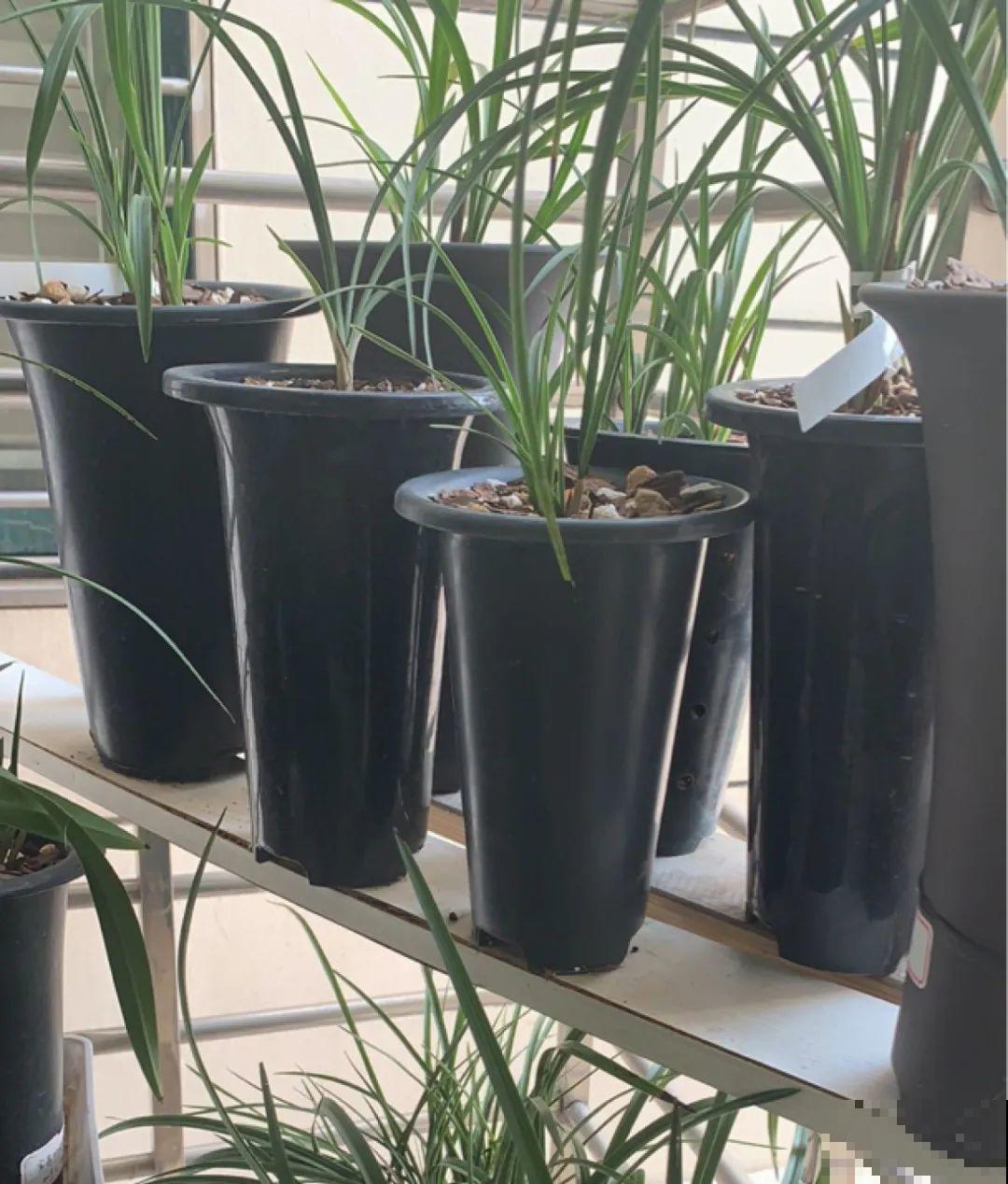 5种花盆养花,怪不得都死了,全是样子货! 5种花盆养花,怪不得都死了,全是样子货!