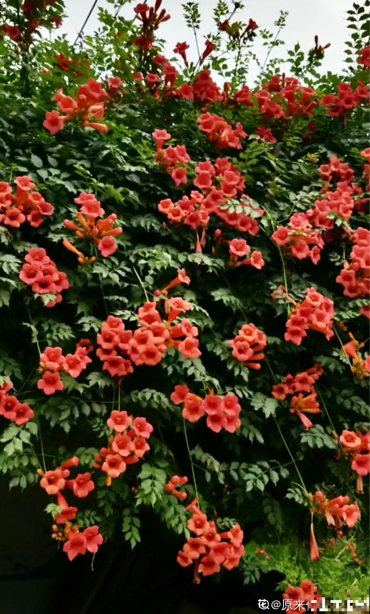 最美的路边花，沾土爬满墙，越热开得越多！