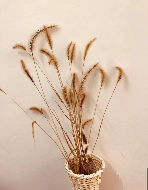 20块钱1把的花,城里人抢着要,农村特常见,别再花冤枉钱了! 20块钱1把的花,城里人抢着要,农村特常见,别再花冤枉钱了!