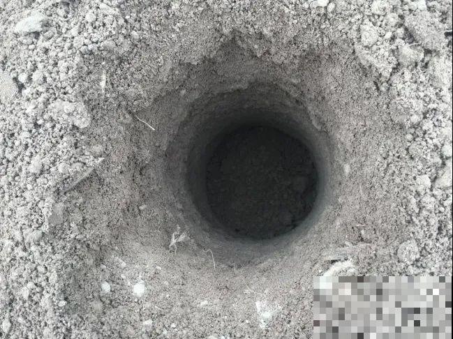 老外培育的芍药花，花苞比鸡蛋大，一朵能开一个月！