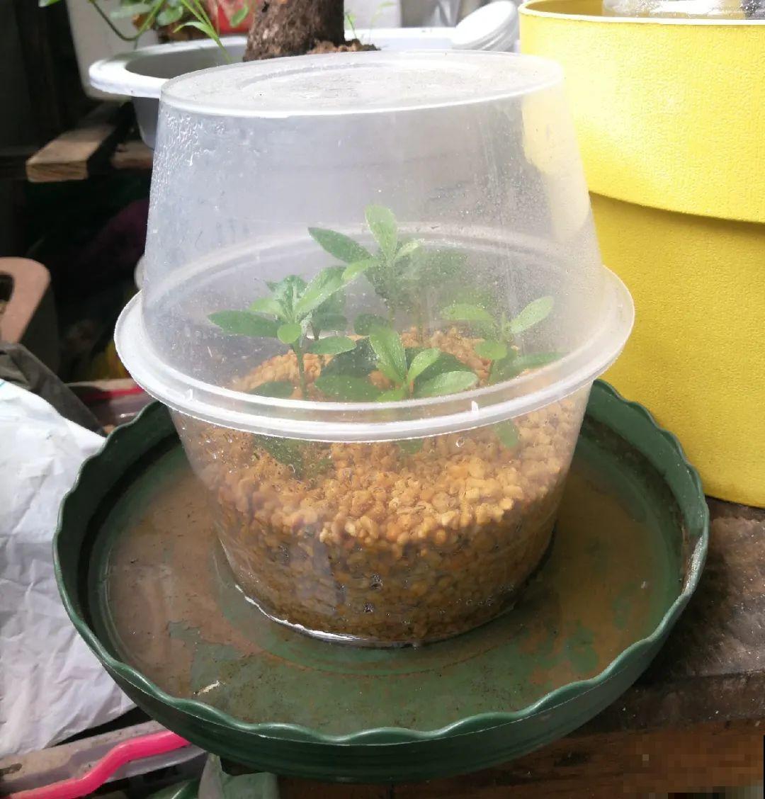 10种花,现在赶紧扦插,随便插土里就能活 10种花,现在赶紧扦插,随便插土里就能活